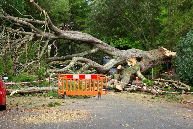 A large tree fallen across a residential road, taped off with an orange safety barrier