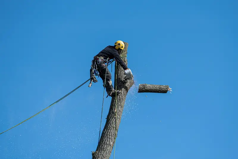 A climber in a helmet roped to the top of a tall trunk, cutting a section free against a blue sky