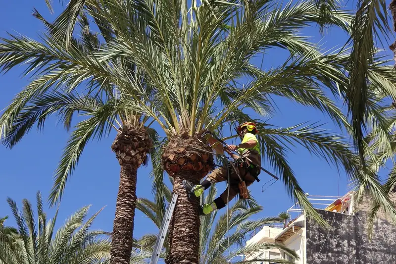 A climber with a helmet and harness pruning fronds at the top of a tall date palm