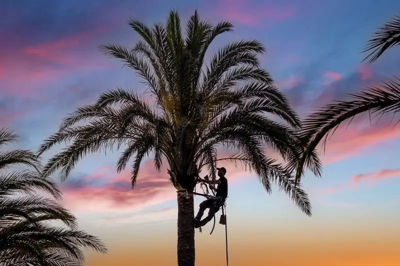 Silhouette of a climber on a tall date palm against a pink and orange sunset sky