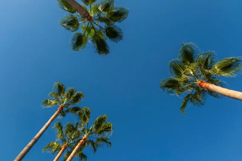 Several tall fan palms seen from below against a clear blue sky