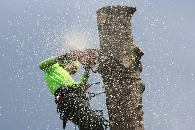 A climber in a helmet cutting the top off a trunk, sawdust flying