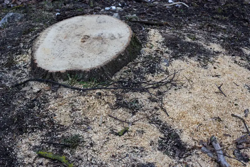 A freshly cut tree stump surrounded by sawdust on bare ground