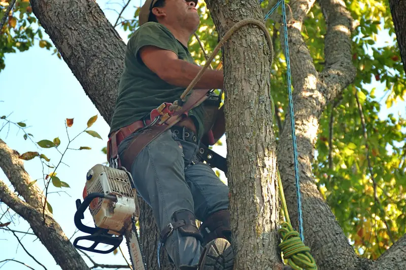 A climber in a harness and saddle working up a tall tree, roped in, with a chainsaw on his hip